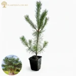 Pinus Sylvestris_plantesiflori.ro
