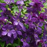Clematita Polish Spirit_plantesiflori.ro