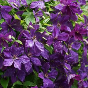 Clematita Polish Spirit_plantesiflori.ro