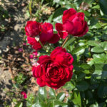 Trandafir de parc Julia Roșu2_plantesiflori.ro