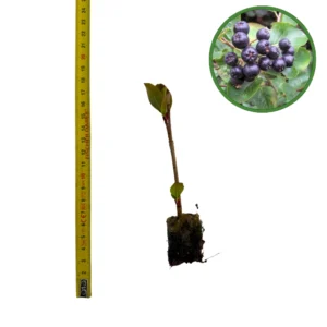 Puiet Aronia Melanocarpa 10cm