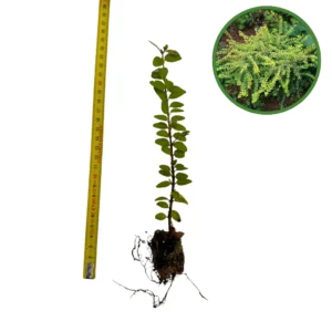 Puiet Caprifoi târâtor verde