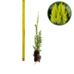 Puiet Chiparos Auriu Lawson 10cm