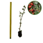 Puiet Goji_plantesiflori.ro