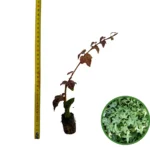 Puiet Iedera Helix 10cm