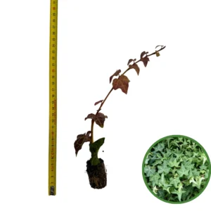 Puiet Iedera Helix 10cm