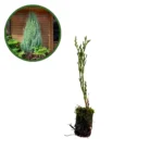 Puiet Ienupăr Skyrocket_plantesiflori.ro