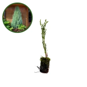 Puiet Ienupăr Skyrocket_plantesiflori.ro