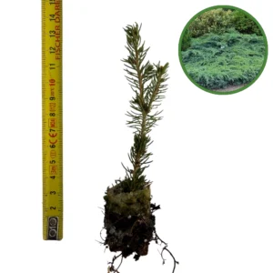 Puiet Ienupăr târâtor Blue Carpet