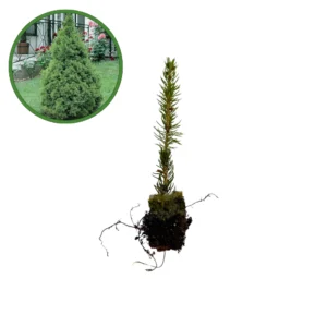 Puiet Molid Picea Conica