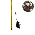 Puiet Physocarpus opulifolius