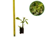 Puiet Salba Emerald Gold