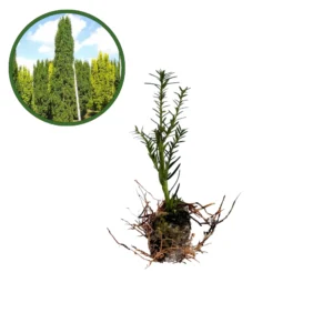 Puiet Taxus Baccata