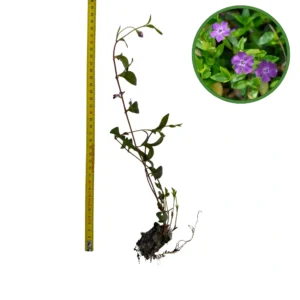 Puiet Vinca Minor 10cm