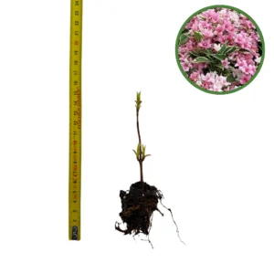 Puiet Weigela Florida