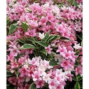 puiet Weigela Candida
