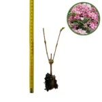 puiet Weigela Candida