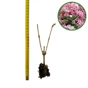 puiet Weigela Candida