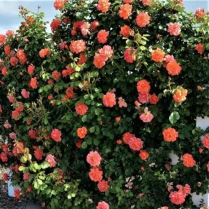 Trandafir catarator Westerland de 25-30 cm