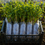 Butasi zmeur Cayuga ambalat cu pamant