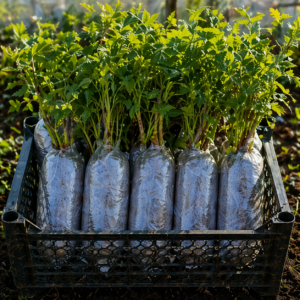 Butasi zmeur Cayuga ambalat cu pamant