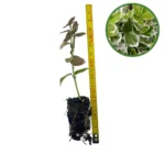 Puiet Salba Emerald Gaiety