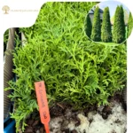 Puiet Tuia Columna_plantesiflori.ro