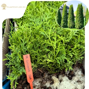 Puiet Tuia Columna_plantesiflori.ro