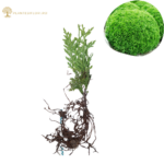 Puiet Tuia Danica 10-15cm