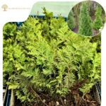 Puiet Tuia Spiralis 10