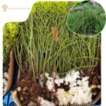 Puiet Tuia Whipcord 10