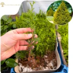 Puiet Tuia Zebrina_plantesiflori.ro