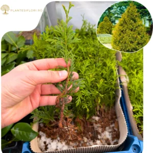 Puiet Tuia Zebrina_plantesiflori.ro