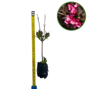 Puiet Weigela Victoria