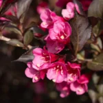 Puiet Weigela Victoria