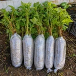 Butas Zmeur Polka ambalat cu pamant