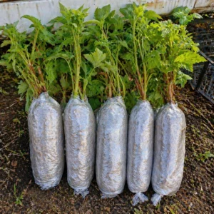 Butas Zmeur Polka ambalat cu pamant