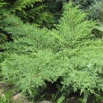 Ienupar tarator Green Carpet_plantesiflori.ro