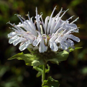 Monarda alba Bee-Bright_plantesiflori.ro