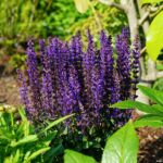 Salvia Nemorosa Midnight_plantesiflori.ro