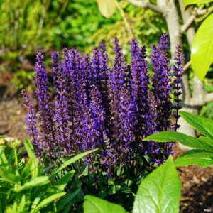 Salvia Nemorosa Midnight_plantesiflori.ro