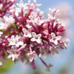 Syringa Superba_plantesiflori.ro